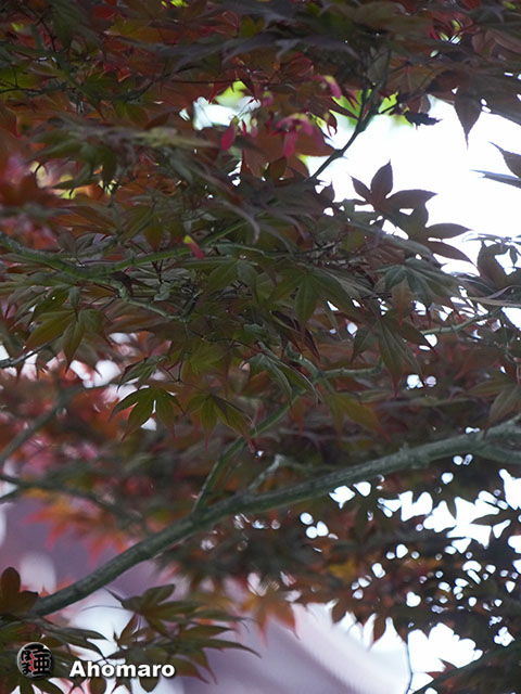 写真00