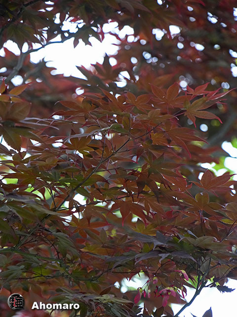 写真00