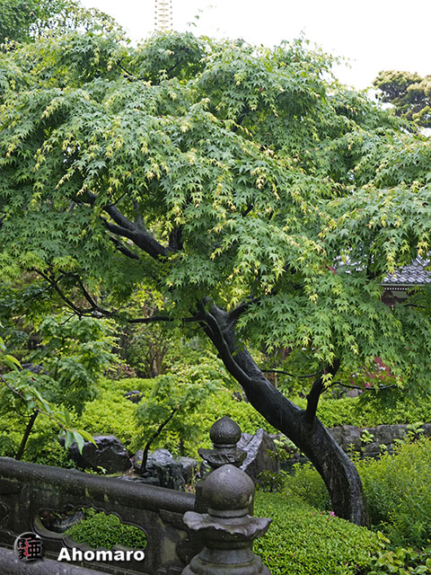 写真00