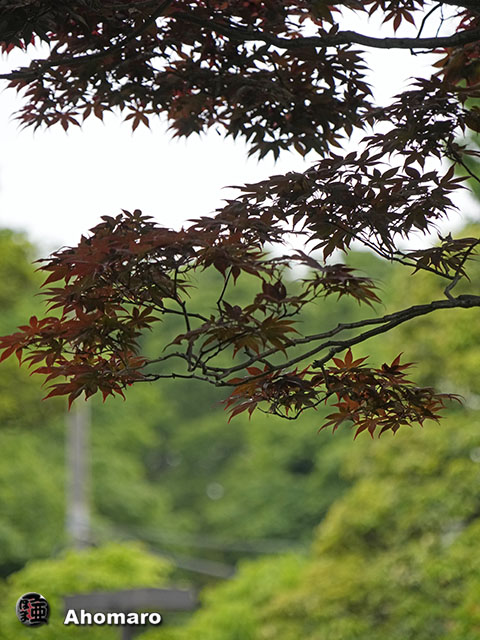 写真00