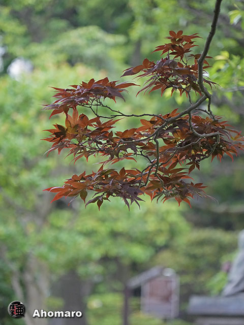 写真00