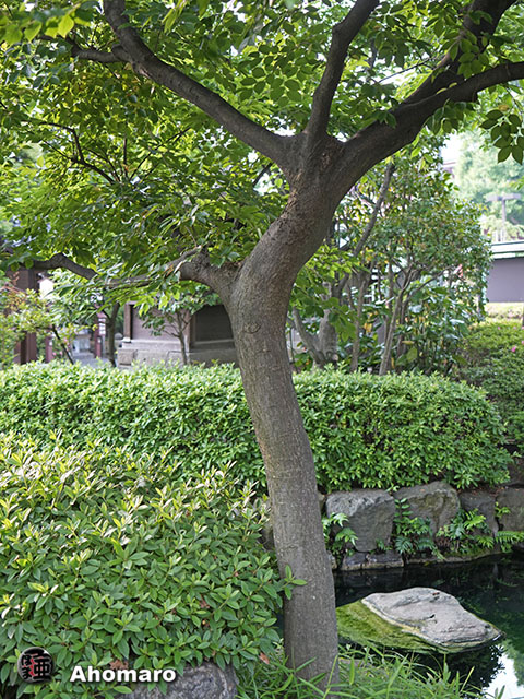 写真00