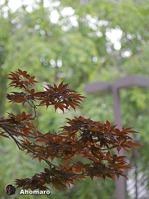 写真00