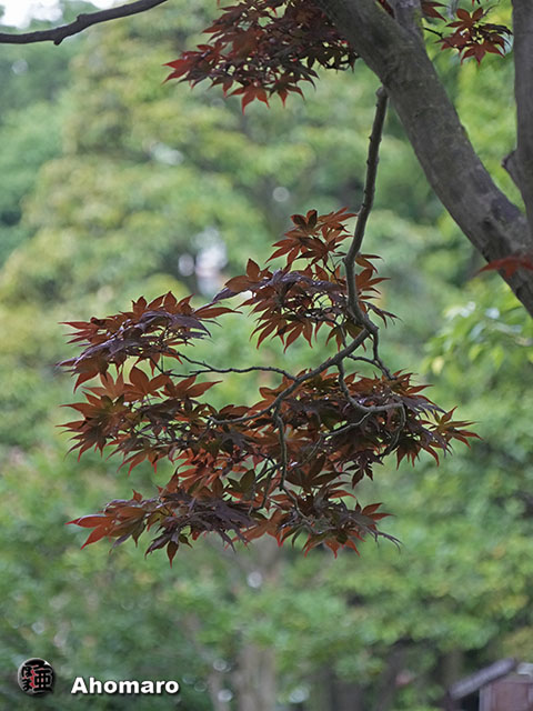 写真00