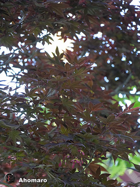 写真00
