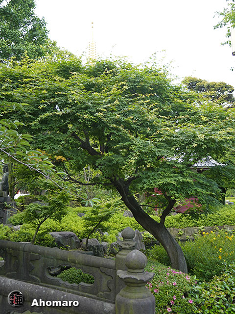 写真00