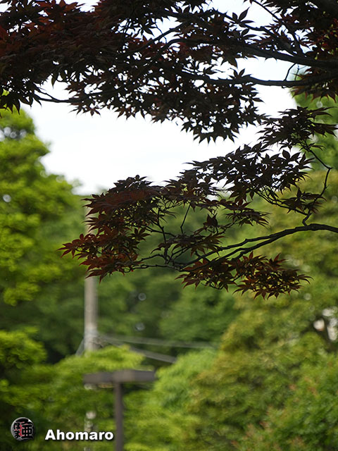 写真00
