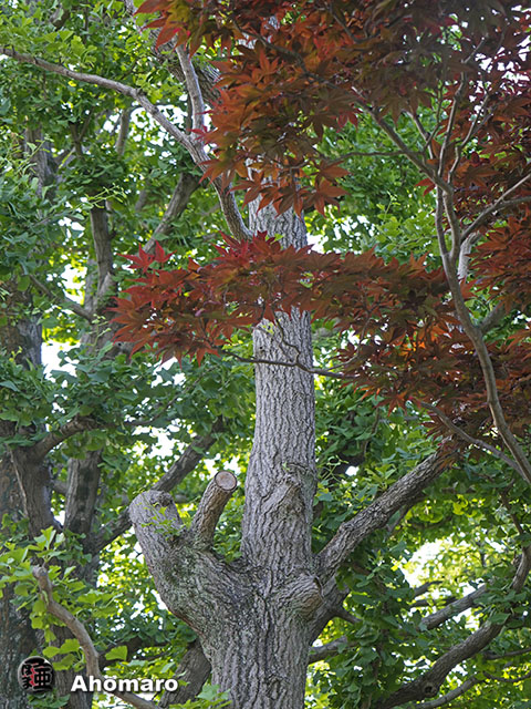 写真00