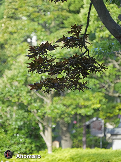 写真00