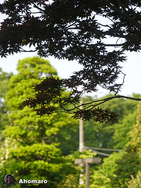 写真00