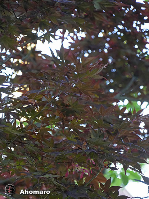 写真00