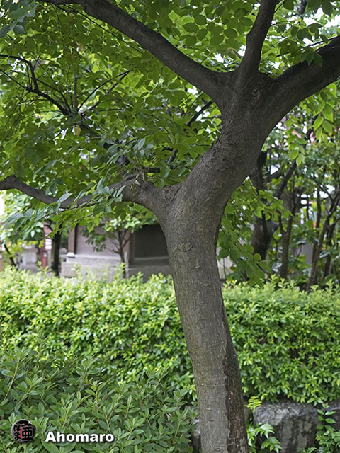 写真00