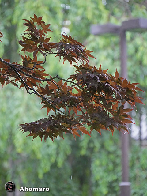 写真00