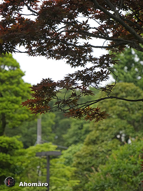 写真00