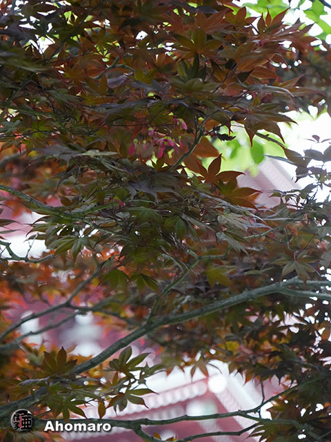 写真00