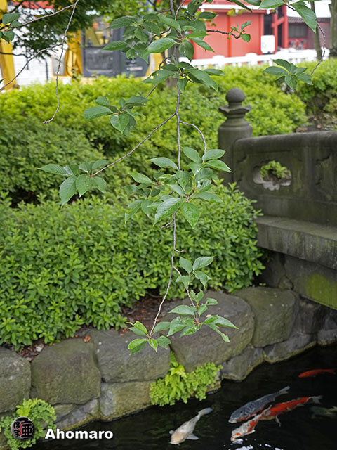 写真00