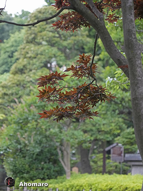 写真00