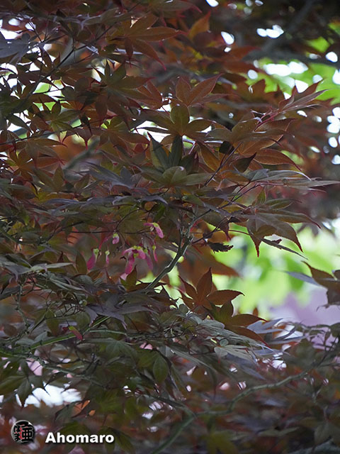 写真00