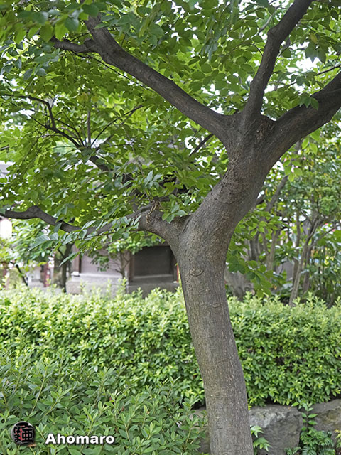 写真00