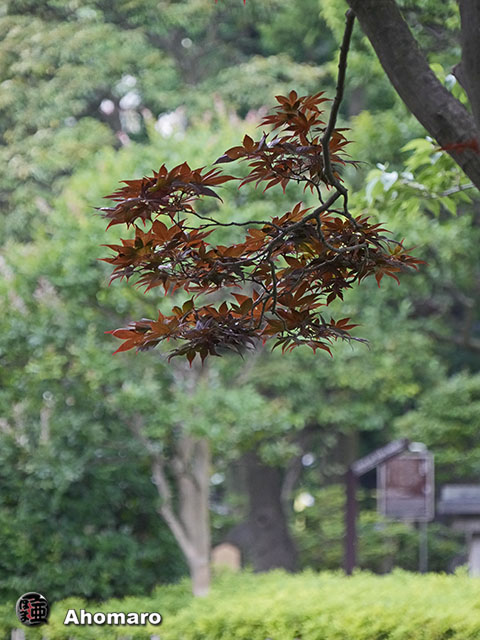 写真00