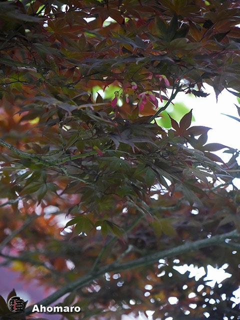 写真00