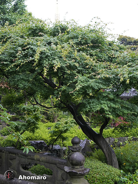 写真00