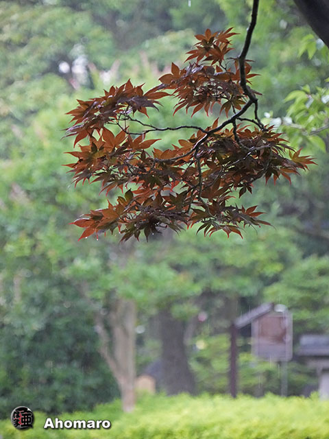 写真00