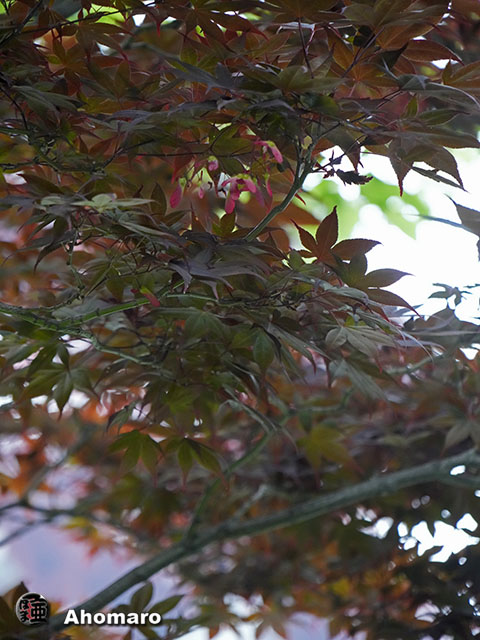 写真00