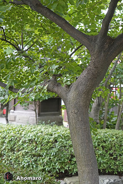 写真00