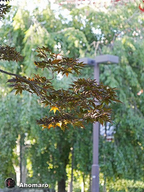 写真00