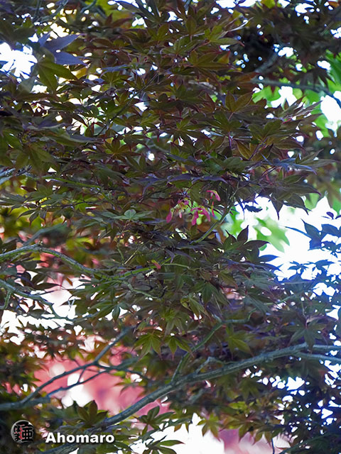 写真00