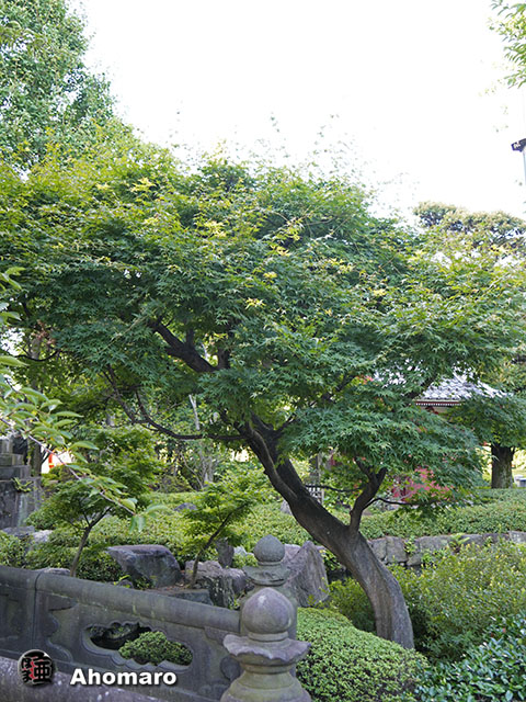 写真00