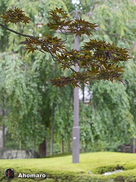写真00