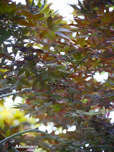 写真00