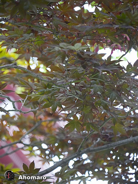 写真00