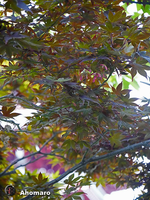 写真00