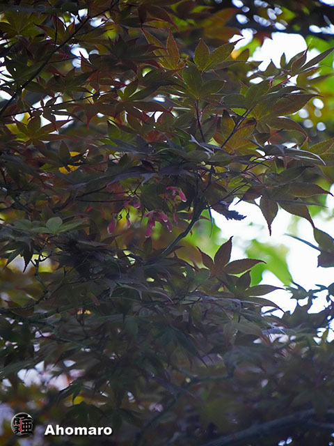写真00