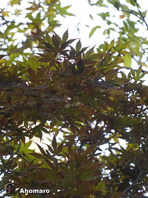 写真00