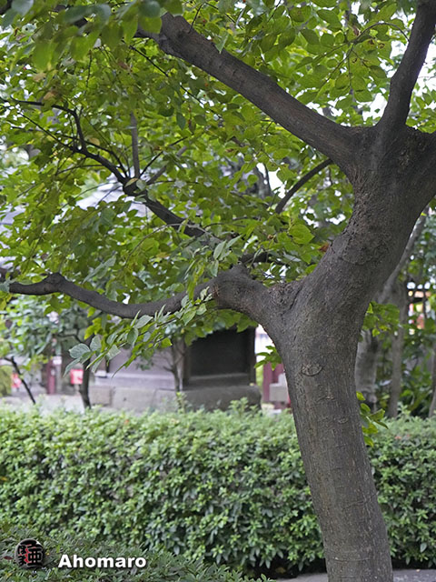 写真00
