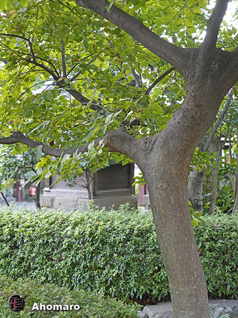 写真00
