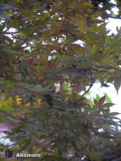 写真00