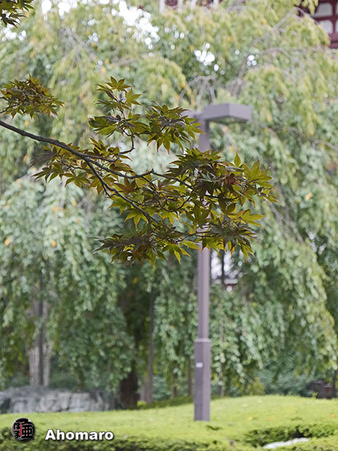 写真00