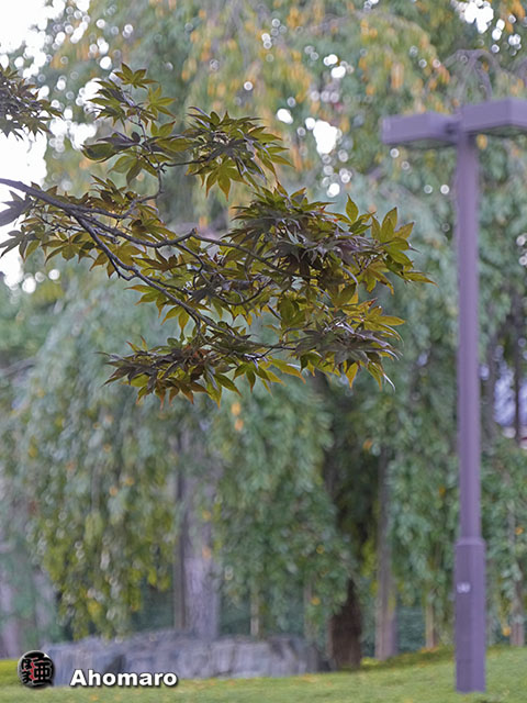 ʐ^00