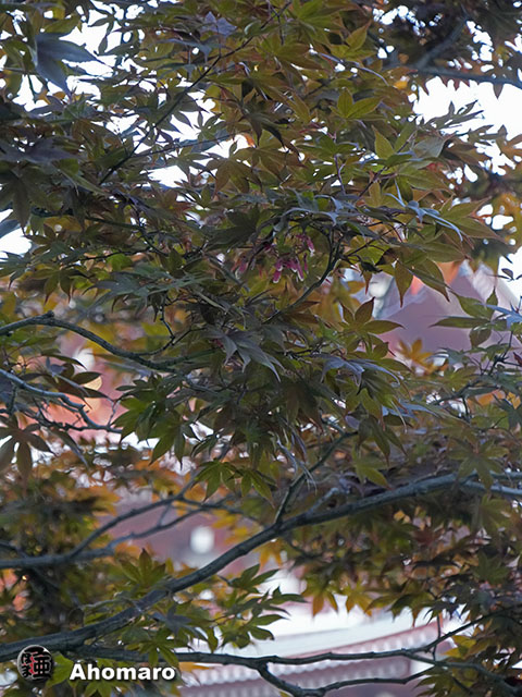写真00