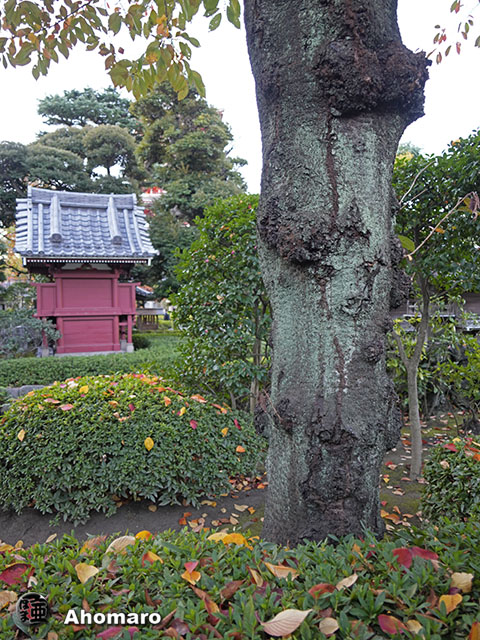 写真00