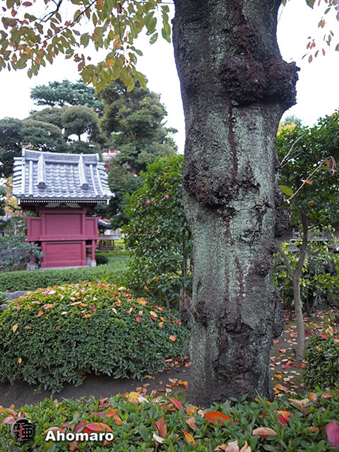 写真00