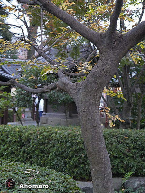 写真00