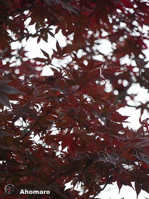 写真00