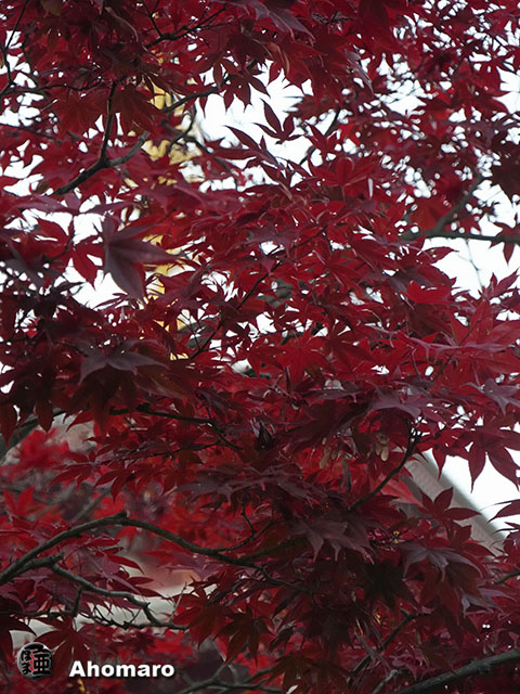 写真00