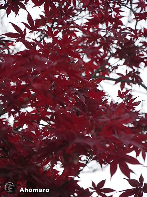写真00